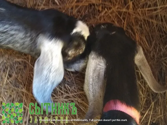 Вкусное сено для нубийских коз