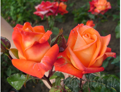 ЧАЙНО-ГИБРИДНЫЕ РОЗЫ