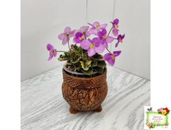 Toronto Belle (A.E.Adams) (детка)