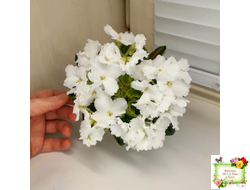 OS-Джунгарик (С.Осипова) (сортовой стартер)