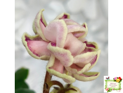 АВ-Варенье из Лепестков Роз (Фиалковод) 2022 г.