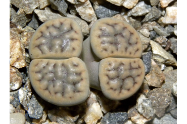 Lithops schwantesii ssp. schwantesii v. urikosensis `kunjasensis`C248
