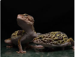 Эублефар иранский (Eublepharis angramainyu)