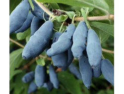 Жимолость Бакчарский великан