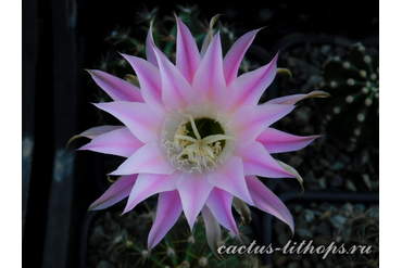 ECHINOPSIS hybrid `AVE MARIA`