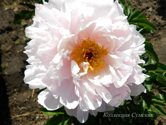 Пион Orchid Anne (Орхид Энн)