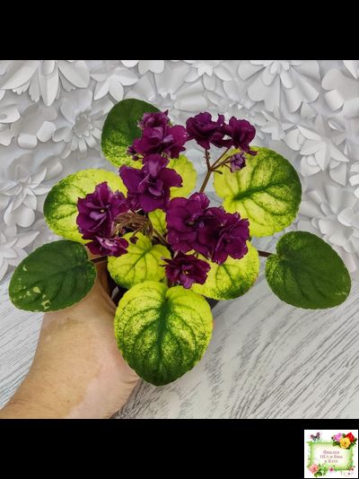 СВ-Город Солнечногорск (О.Емельянова) 2023 г. трейлер