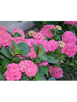 Гортензия крупнолистная  Forever and Ever Red в контейнере р9