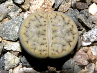 Lithops schwantesii v.urikosensis