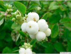 Снежноягодник