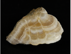 Арагонит, почковидные агрегаты, полировка, Россия, КЧР, Урупский район (28*17*16 мм, 7 г) №37733