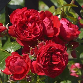 Флорентина (Florentina) Клаймбер, W. Kordes &amp; Sons