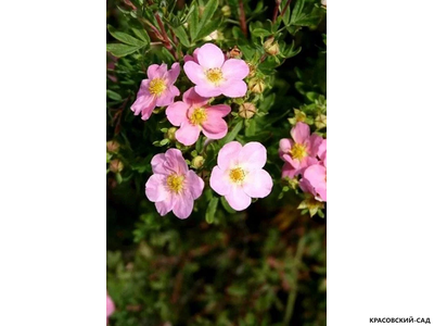 Лапчатка кустарниковая Пинк Виспер