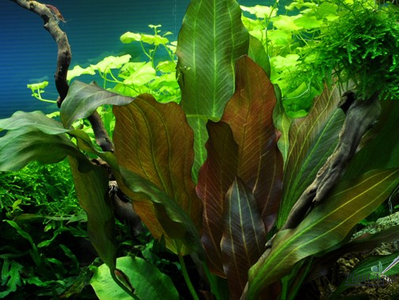 Эхинодорус Рени (меристемный) АЗИЯ