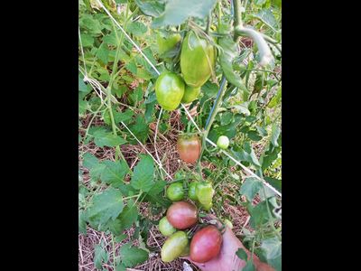 Томат Роксана