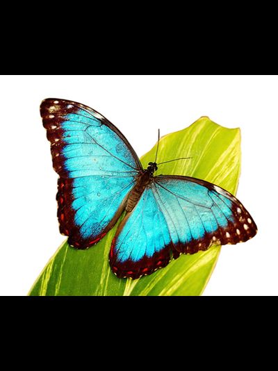 Голубой морфо размах крыльев 13-15 см.