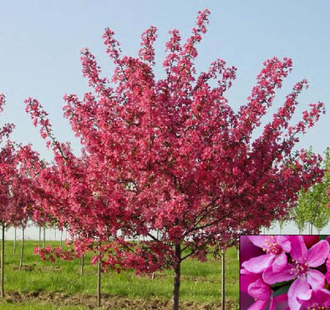 Яблоня декоративная Роялти (краснолистная)