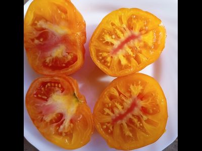 Томат Жёлто розовый жемчуг (Pearl's Yellow Pink, США)