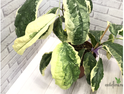 CLERODENDRUM WALLICHII ALBOMARGINATA / Клеродендрум Уоллиса альбомаргината