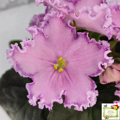 Nik-Хмельное Лето (Н. Булко) 2022 г. (крупная детка)