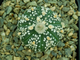 Astrophytum asterias SK x AS KIKKO (1140.1) - 10 семян
