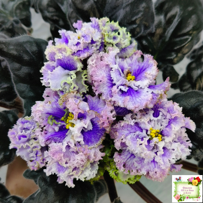 БР-Зимняя Метель (С. и Н. Буркацкие) 2021 г.