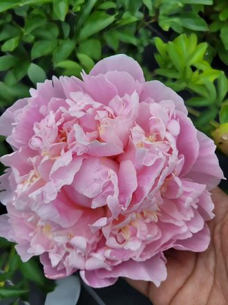 Paeonia James Pillow