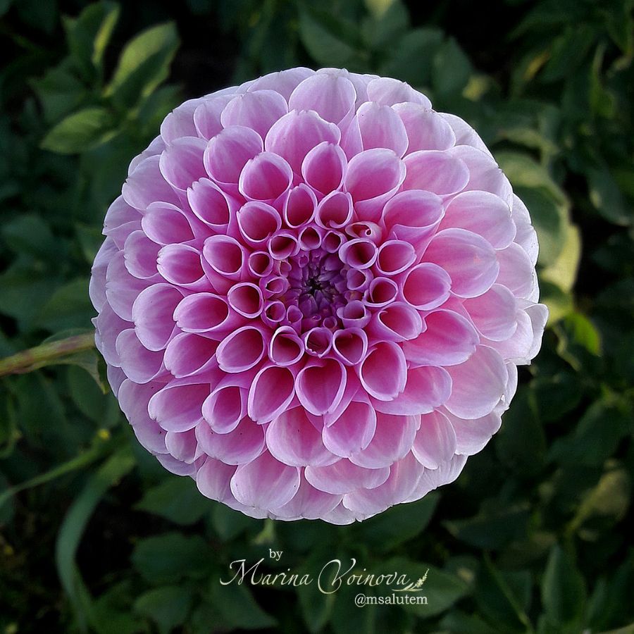 dahlia георгина Wizard of Oz