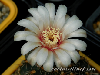 Gymnocalycium stellatum v.flavispinum (Чехия) - 10 семян