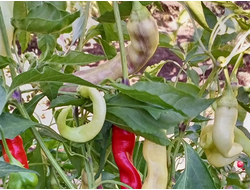 Перец острый Бочковой