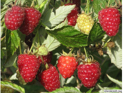 Малина Таганка ремонтантная