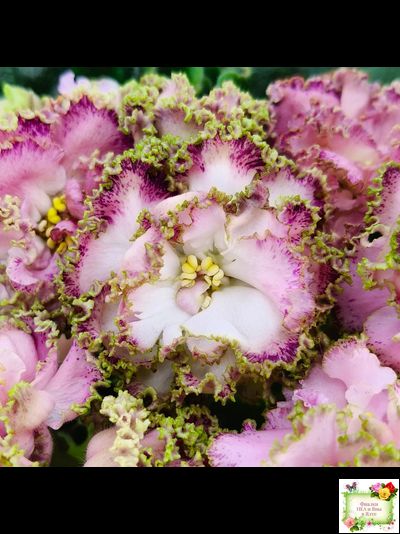 ЛЕ-Медуница (Е. Лебецкая) 2020 г.