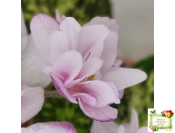 Hand Picked (V. Frathel) 07/05/1969 (мозаичник)