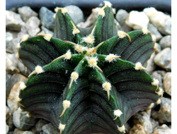 Gymnocalycium friedrichii v.moserianum VoS-014а (D=25mm) 8 ribs