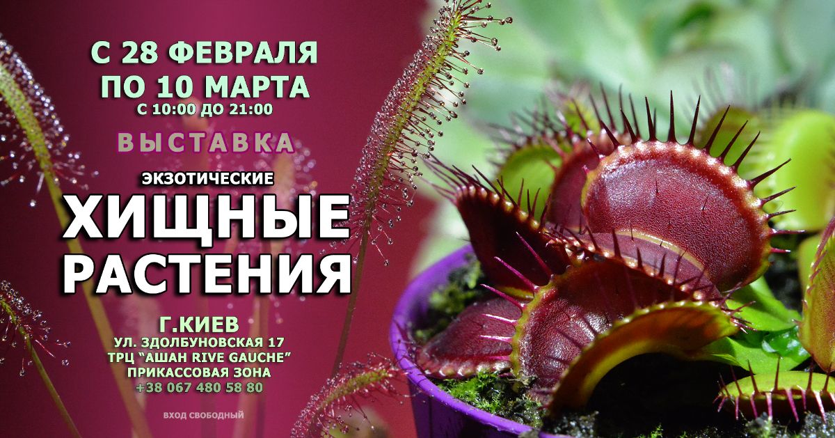 Насекомоядные растения Дарвин