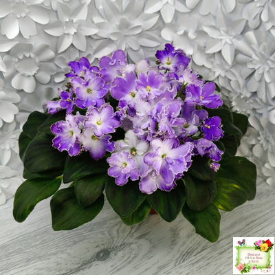 LV-Цветы для Любимого (Л. Шевелева) 2025 г. трейлер (клакамасный лонг)