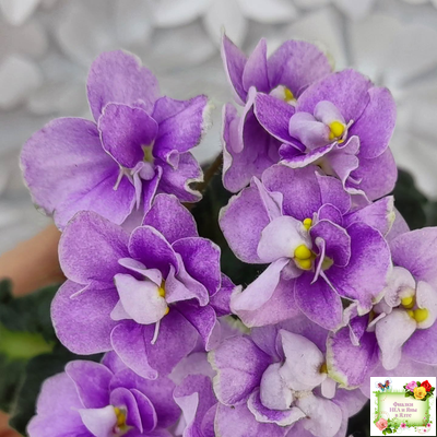 Fay's Madeleine (F. Wagman) 12/22/2008 (гёрл-лист)