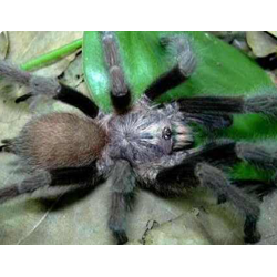 Chilocosmia sp. Cebu