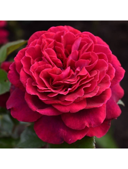 Бельвью(Bellevue)