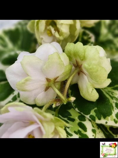 ЛЕ-Элли (Е. Лебецкая)