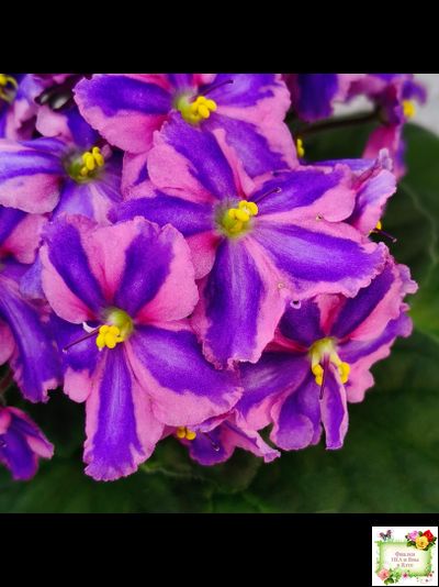 СГ-Каспер (И.Киселёва/С.Голубцова) химера