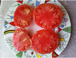 Томат гном ОПО (OPO)