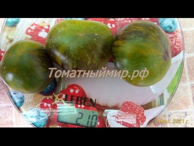 Томат Зеленая богиня Ксанаду (Xanadu Green Goddess), США