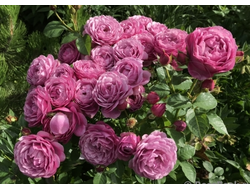 Тельма (Rose Thelma) грандифлора