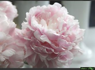 Нежная мелодия