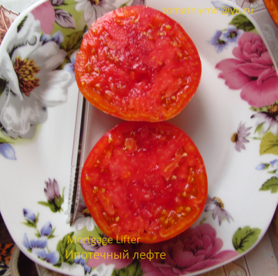 Томат Ипотечный лефте (Mortgage Lifter Bicolor, США)