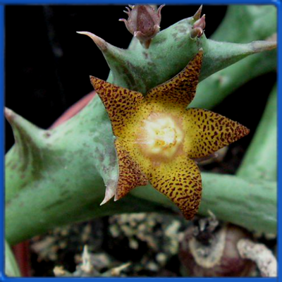 Caralluma schweireri