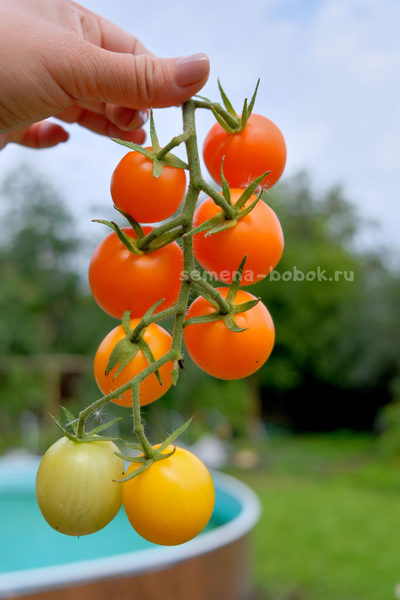 Томат Orange Bourgois (Оранжевый Буржуа), 10 шт