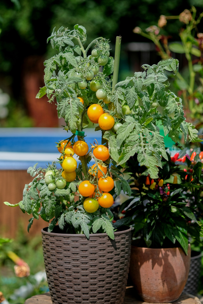 Томат Micro dwarf Bunny Hop (Банни Хоп), 10 шт