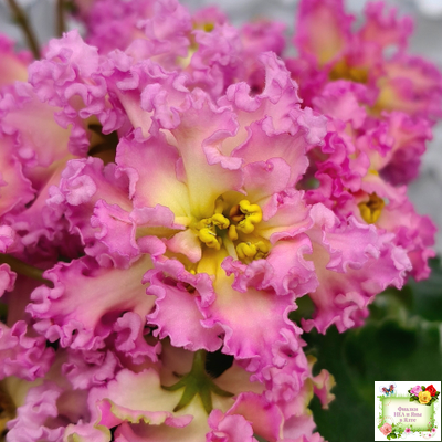 РМ-Богиня Солнца (Н. Скорнякова) 2019 г.